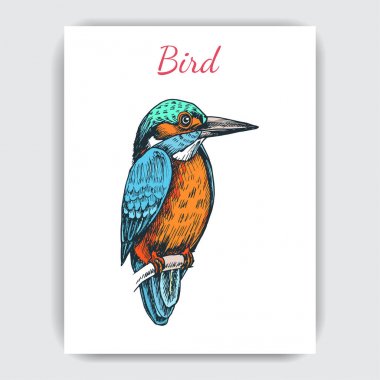 Sinekkuşu ile çizim el çizimi, vektör çizimi