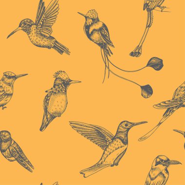 Sinekkuşu ile çizim el çizimi, vektör çizimi