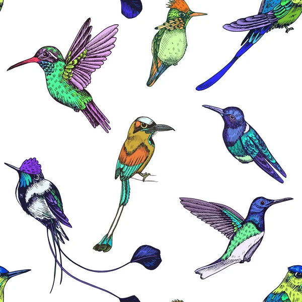 Schets Hand Getekende Patroon Met Kolibrie Vector Illustratie — Stockvector