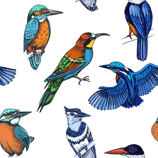 Schets Hand Getekende Patroon Met Ijsvogel Vector Illustratie — Stockvector