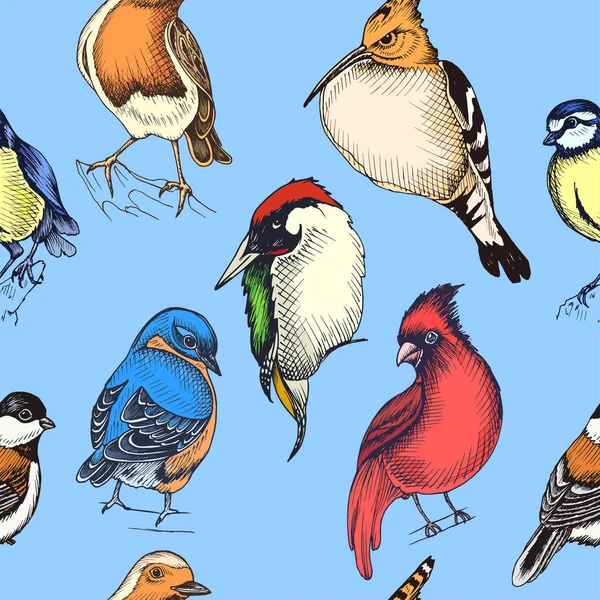 Dibujo Dibujado Mano Patrón Con Pájaro Carpintero Verde Abubilla Ilustración — Vector de stock