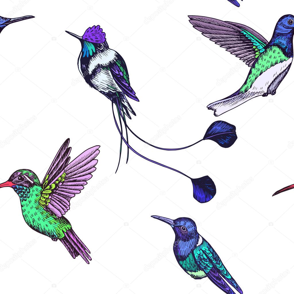 Sketch hand drawn pattern with hummingbird, vector illustration