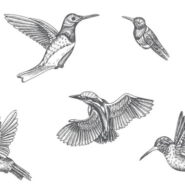 Sinekkuşları ile çizim el çizimi deseni, vektör çizimi