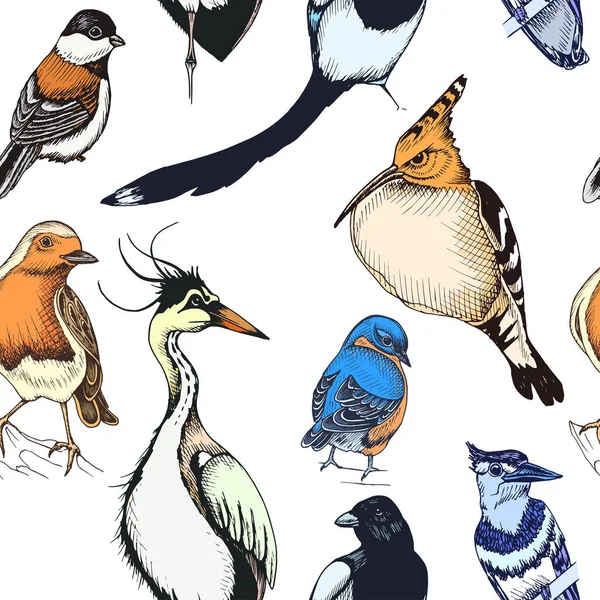 Skizze Handgezeichnetes Muster Mit Verschiedenen Vögeln Vektorillustration — Stockvektor