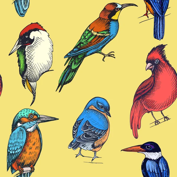 Schets Hand Getekende Patroon Met Verschillende Vogels Vector Illustratie — Stockvector