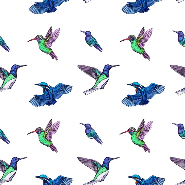 Schets Hand Getekende Patroon Met Kolibries Vector Illustratie — Stockvector