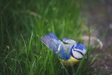 Çim Zemin üzerinde oturan mavi baştankara