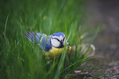 Çim Zemin üzerinde oturan mavi baştankara