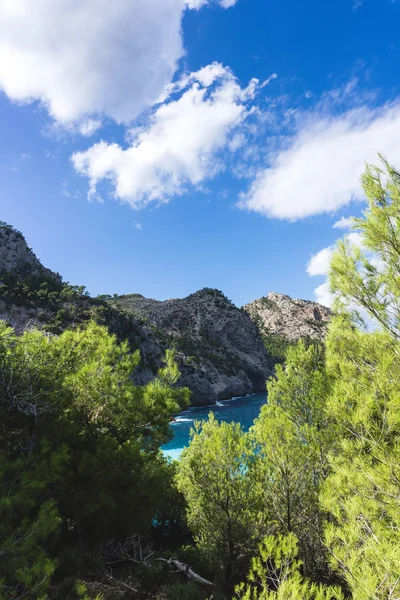 Çam ağaçlarının gölgeleri kristal su, Mallorca Akdeniz, Balear Adaları.