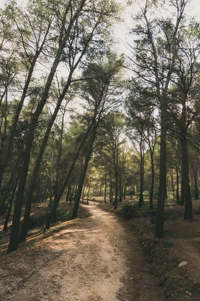 Sokmak çam ağaçlarının gölgeleri Mallorca Balear Adaları iz.