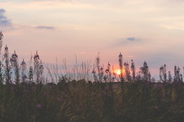 Alan ve bochum Almanya'da mor çiçekler güzel gün batımı