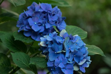 Yeşil yaprakları çiçek arka plan mavi HORTENSIA çiçeklerle