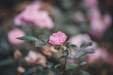 Günbatımı pembe çiçek bir buket gül bush