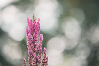 Pembe çiçek açan çiçek bush önünde, odak arka plan dışarı güzel