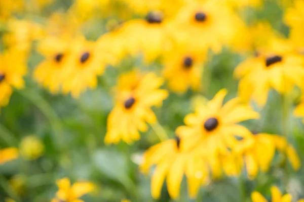 Eindeloze Groene Veld Groeien Geurende Gele Bloemen Uit Focus Achtergrond — Stockfoto