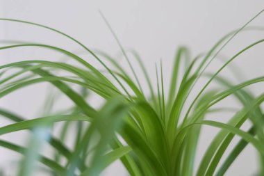 Yeşil taze bitki closeup gri arka plan üzerinde çim