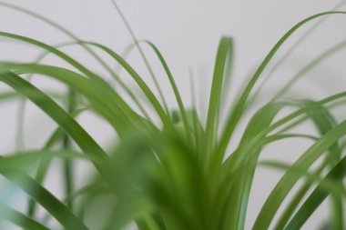 Yeşil taze bitki closeup gri arka plan üzerinde çim