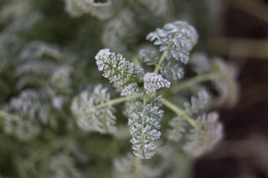 Frost alanında, frost ile kaplı lahana yaprakları.