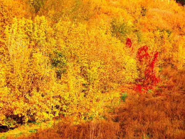 Blick Auf Die Herbstliche Natur Aus Der Höhe — Stockfoto