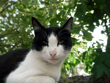 Doğada bir kedi fotoğrafı.