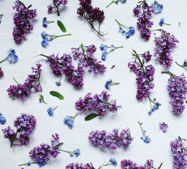 Leylak çiçekleri ve beni unutmayın beyaz arka planda, yukarıdan görünüm / ilkbahar çiçekleri