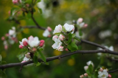 Çiçek açan elma bahçesi, bahar arka planı, romantik bahçe.