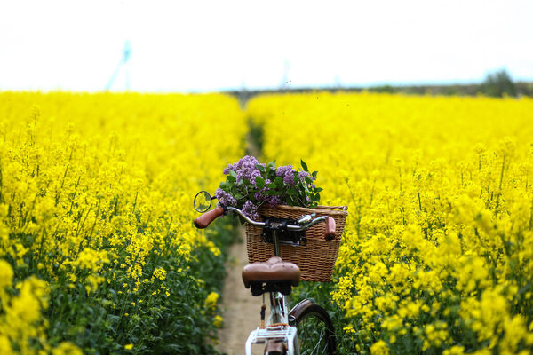 винтажный велосипед с букетом лиловых цветов в плетеной корзине летом цветет рапсовое поле
