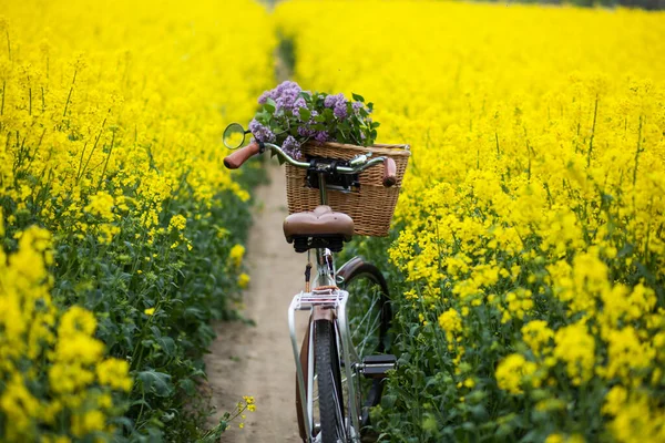 Oldtimer Fahrrad Mit Einem Strauß Fliederfarbener Blumen Weidenkorb Sommerblühenden Rapsfeld — Stockfoto