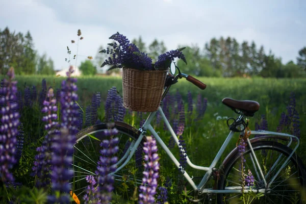 Intage Fiets Met Rieten Mandje Vol Lupine Het Gebied Van — Stockfoto