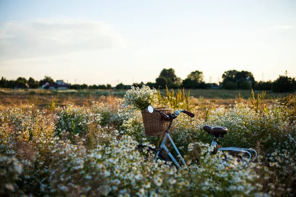 Fahrrad Mit Korb Mit Blumen Vor Gänseblümchen Hintergrund — Stockfoto