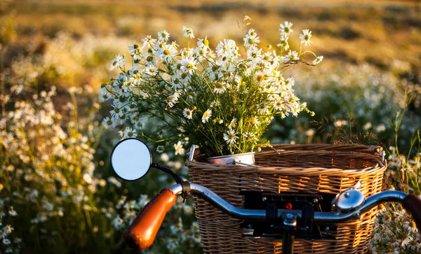 Fiets Met Mand Met Bloemen Tegen Madeliefje Veld Achtergrond — Stockfoto