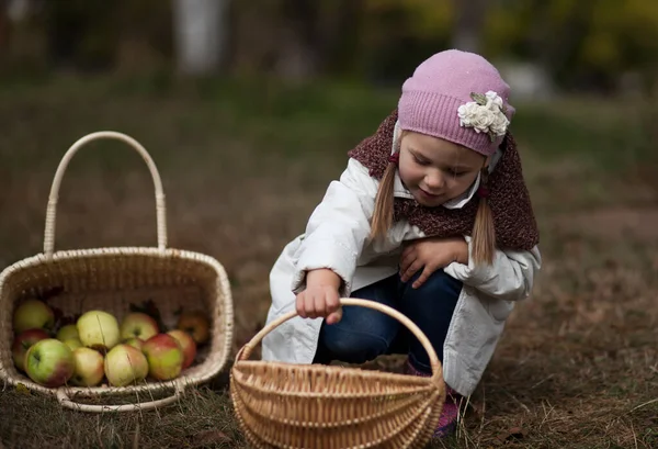 Kleines Mädchen Pflückt Äpfel Herbstlichen Garten — Stockfoto