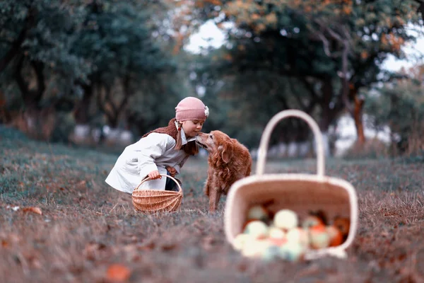 Menina Pegar Maçãs Jardim Outono Com Seu Cão — Fotografia de Stock