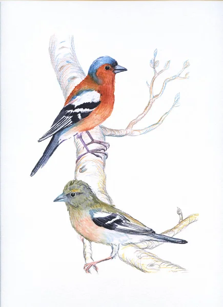 Couple Chaffinches Male Female Branch Hand Drawn Watercolor Illustration — Stock Photo, Image