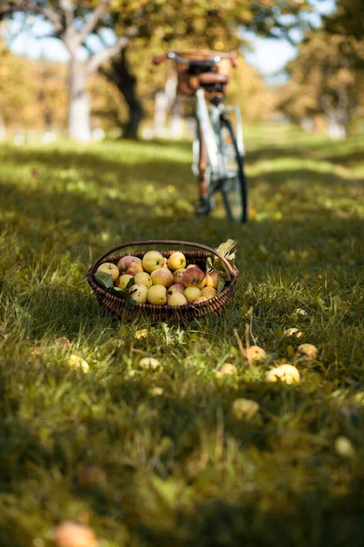 Autumn Background Vintage Bicycle Basket Apples Autumn Garden — Stock Photo, Image