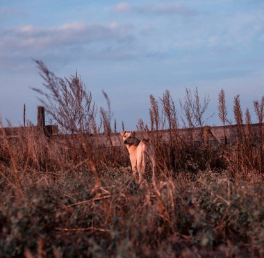 Tarlada çürümüş bir sokak köpeği.