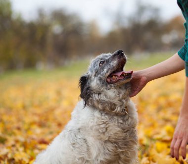 Düşen yaprakların arkasında güz sahibi mutlu bir köpek.