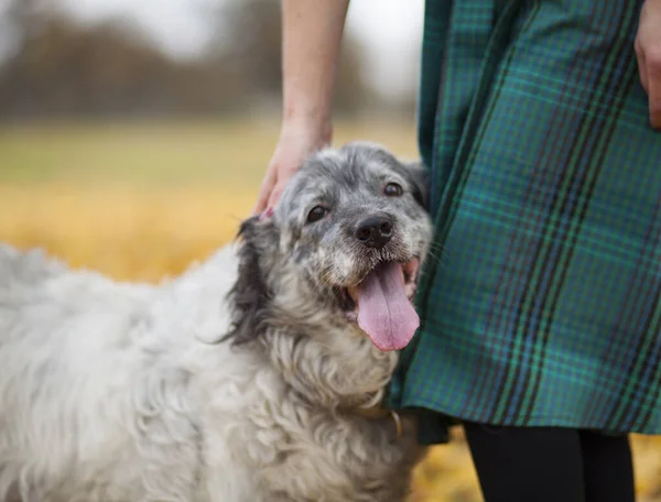 Perro Feliz Con Propietario Otoño Fondo Hojas Caídas — Foto de Stock