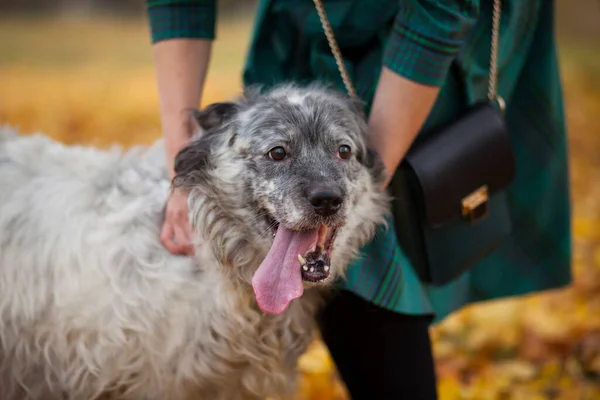 Perro Feliz Con Propietario Otoño Fondo Hojas Caídas — Foto de Stock