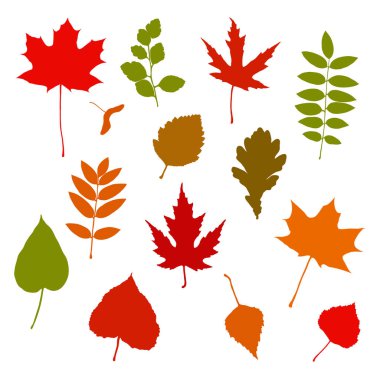 Beyaz arka plan üzerinde izole sonbahar yaprakları kümesi. Akçaağaç, meşe, huş ağacı, rowan vs. Sonbahar vektör çizim