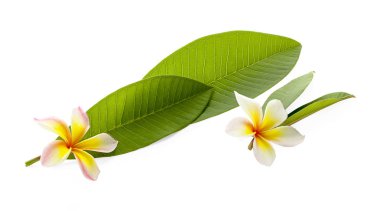 Kırpma yolları olan beyaz üzerine Leelawadee