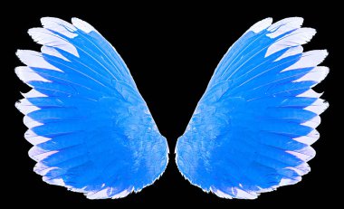 arka plan üzerinde izole mavi kanat