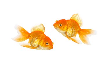 Beyaz arka plan üzerinde izole Goldfishs