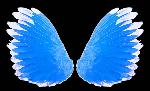 blue wing isolated on background