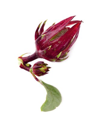 Roselle beyaz arkaplanda izole edildi