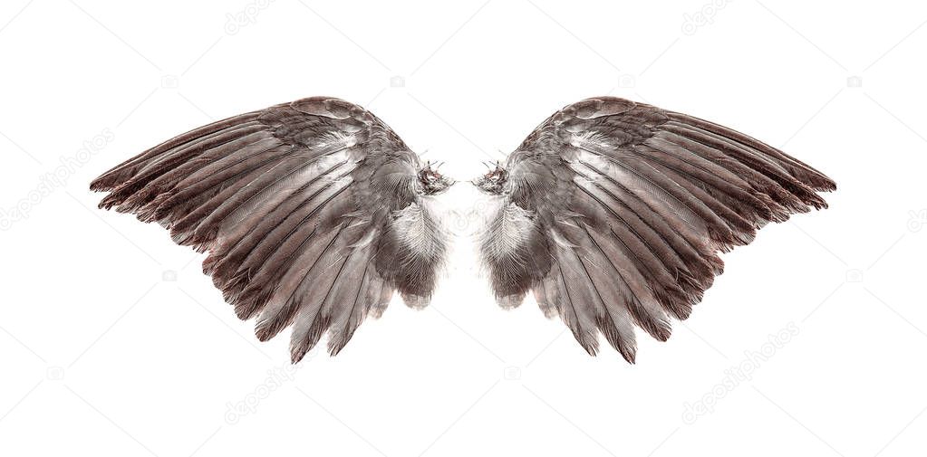 Angel wings on white background