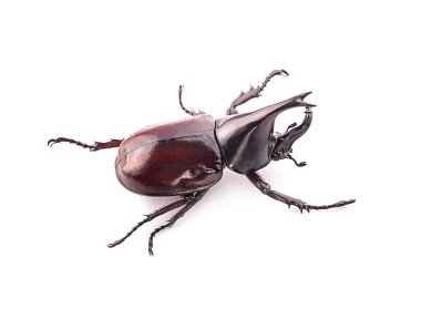 Gergedan böceği, Rhino beetle, Herkül böceği, izole boynuz böceği