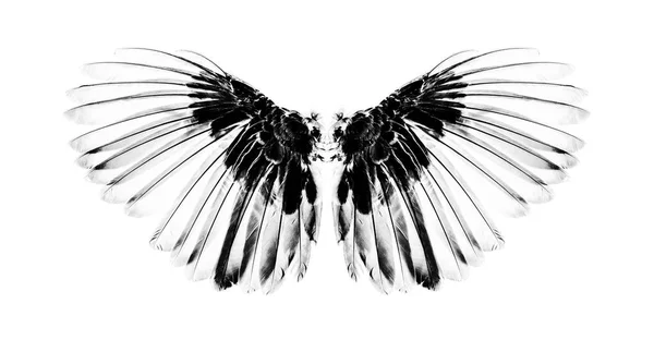 白色背景鸟类的翅膀 — 图库照片