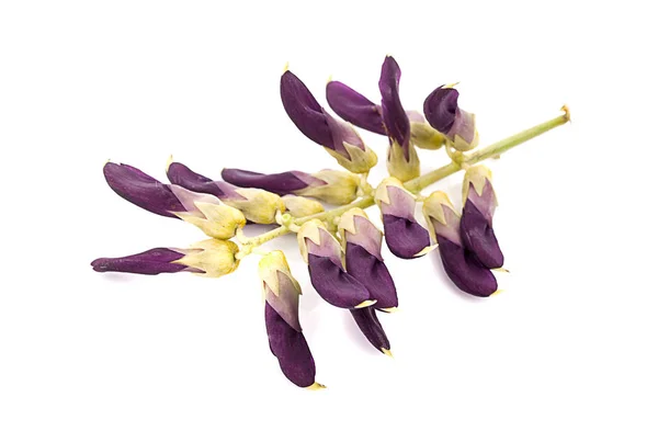 Mucuna Pruriens Isolated White Background — Stock Photo, Image