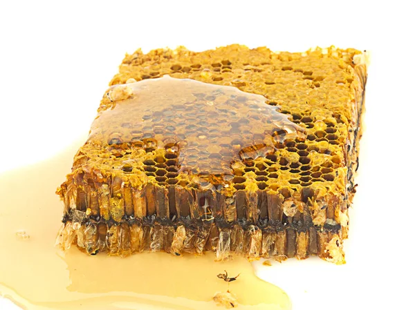 Honeycomb Izolované Bílém Pozadí — Stock fotografie